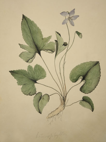 Viola_15